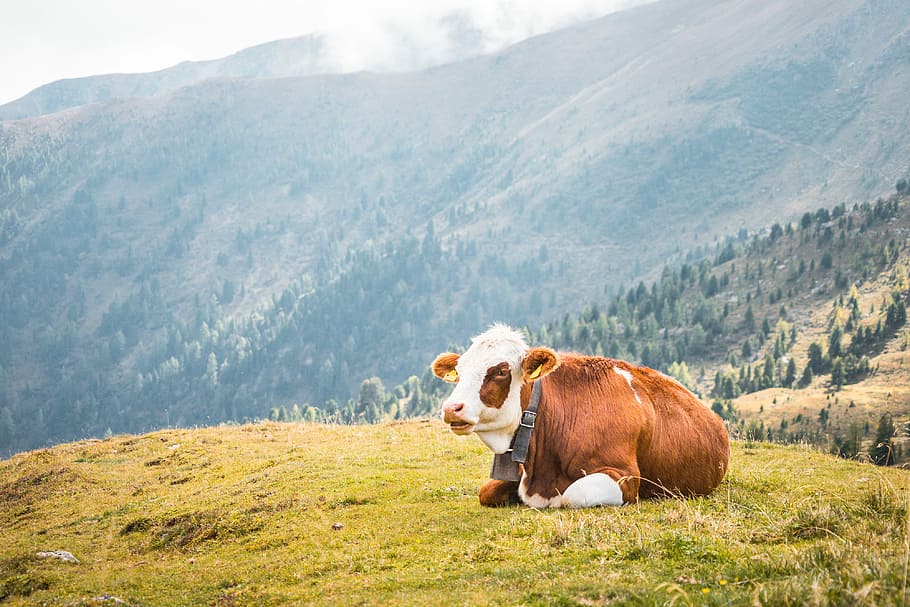 Vaca, Relaxante, Pastos, Meio, Montanhas, animais, Áustria, vacas, fazenda, agricultores