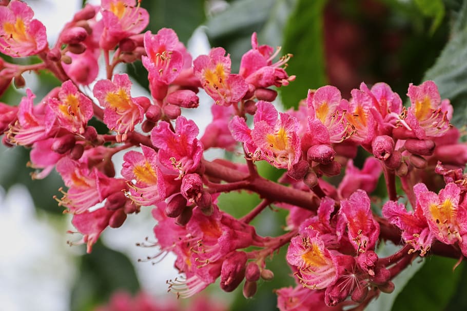 red-flowering horse chestnut, chestnut, aesculus carnea, buckeye, bloom, flowers, red, spring, deciduous tree, growth