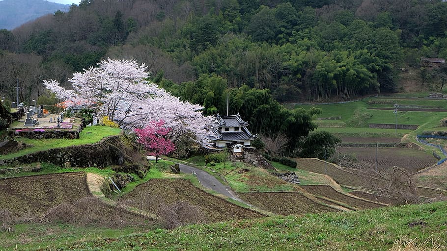 foto del paisaje, blanco, negro, casa, árboles de hoja, japón, cereza, campo, primavera, flor de cerezo