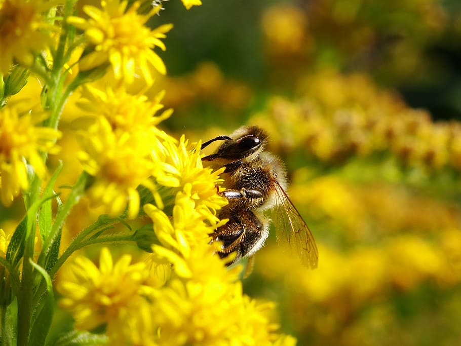 abeja, insecto, abejas, flores, naturaleza, insectos, abejorro, flor, amarillo, jardín