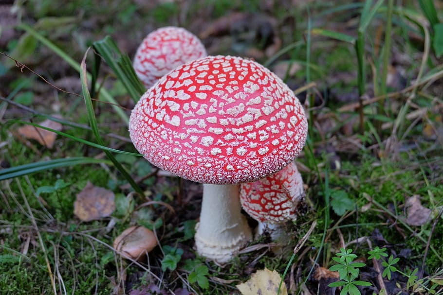 Amanita, Mushrooms, Forest, Grass, autumn, leaves, nature, red, poisonous mushrooms, toxic