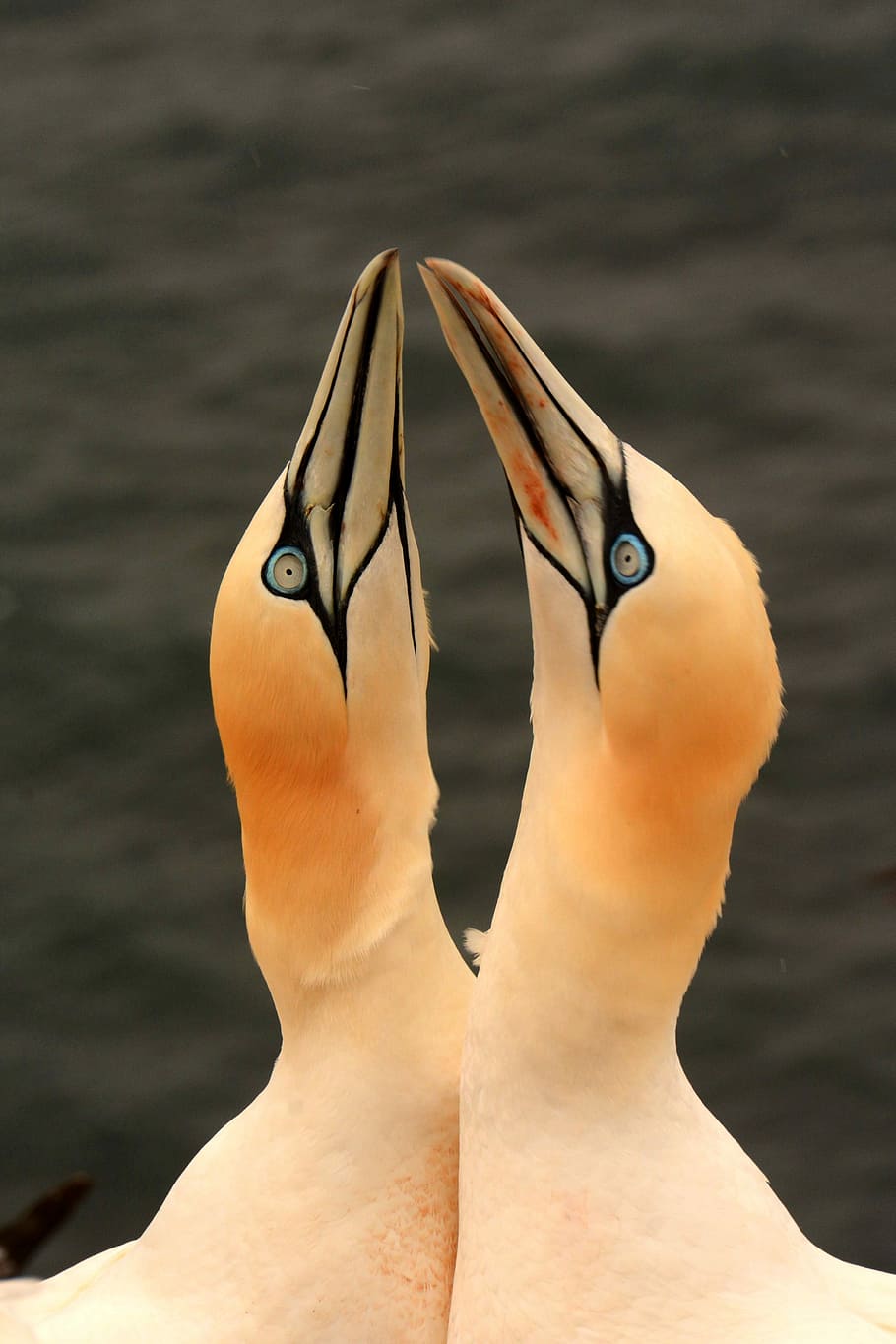 Gannet, Birds, Germany, Heligoland, Love, white, courting, adorable, happy, summer