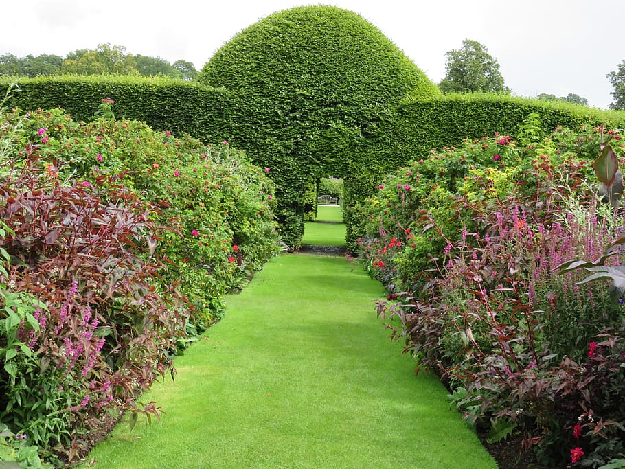 garden, topiary, green, hedge, shape, summer, outdoor, foliage, vista, background green