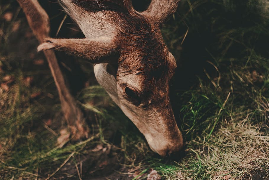 animal, wildlife, deer, forest, tree, plant, outdoor, nature, grass, one animal