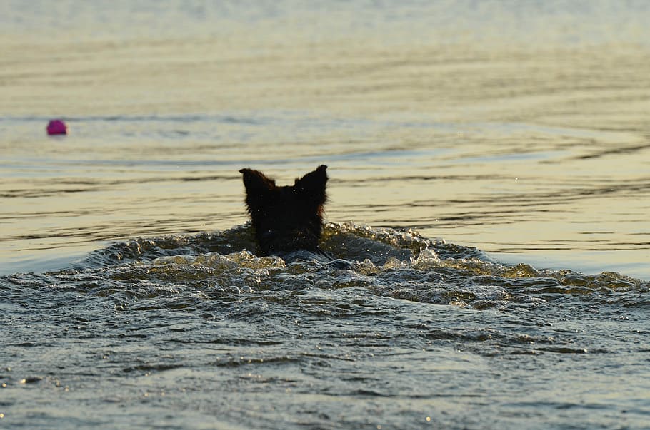 Border Collie, verão, água, na água, buscar bola, refresco, cão pastor britânico, lago, mar, natureza