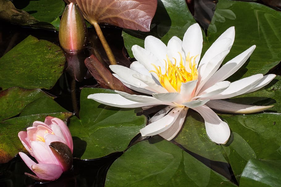 water lilies, nymphaea, lake rose, aquatic plants, petals, white, yellow, pink, green, water