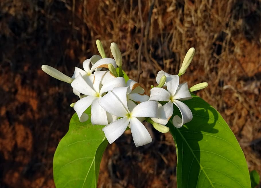 flower, white, wild, flora, indrajao, medicinal, shrub, kurchi, karva indrajau, indrajav