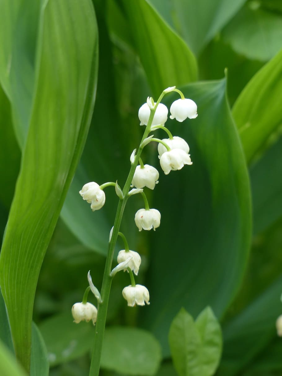 white, lily, valley flower, selective, focus photography, petal, flower, close-up, lily of the valley, blossom