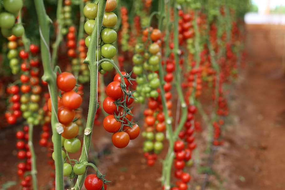tomato, greenhouse, cocktail, food and drink, freshness, red, food, vegetable, fruit, focus on foreground