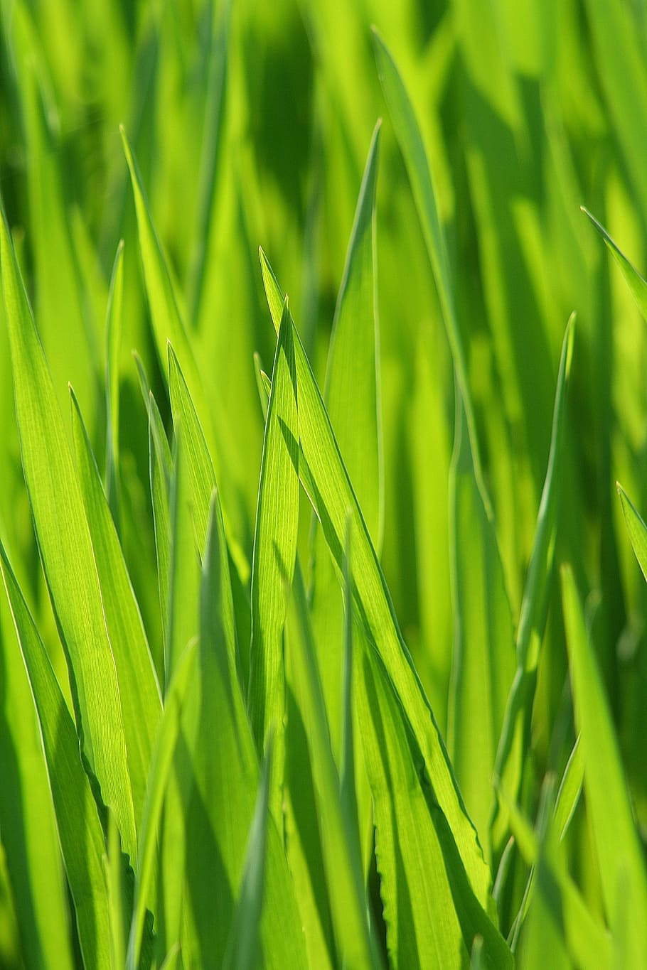 selektif, fotografi fokus, hijau, rumput, padang rumput, bilah rumput, sereal, rumput hijau, alam, dekat