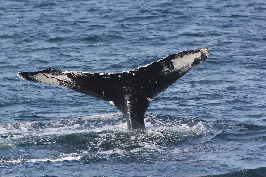 Humpback Whale's tail