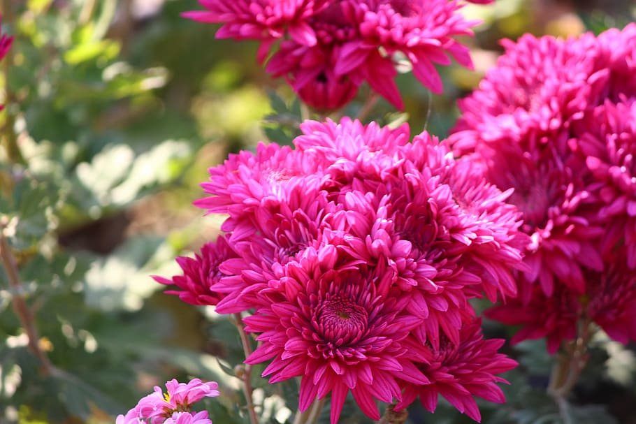 Chrysanthemums, Flower, Mums, Macro, floriade, close-up, nature, plant, pink Color, red