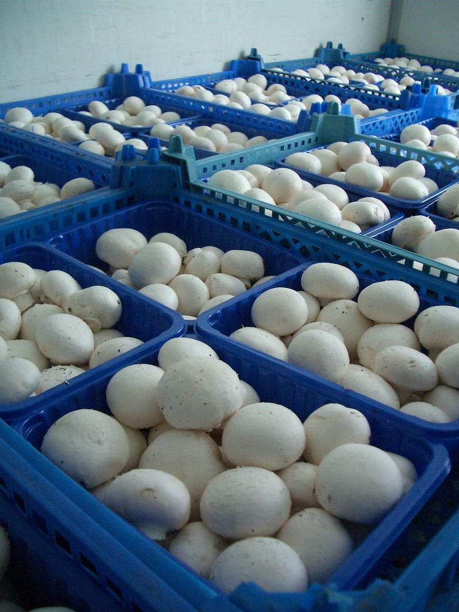 Mushrooms, Agaricus, Mug, Box, blue, white, food and drink, industry, indoors, food processing plant