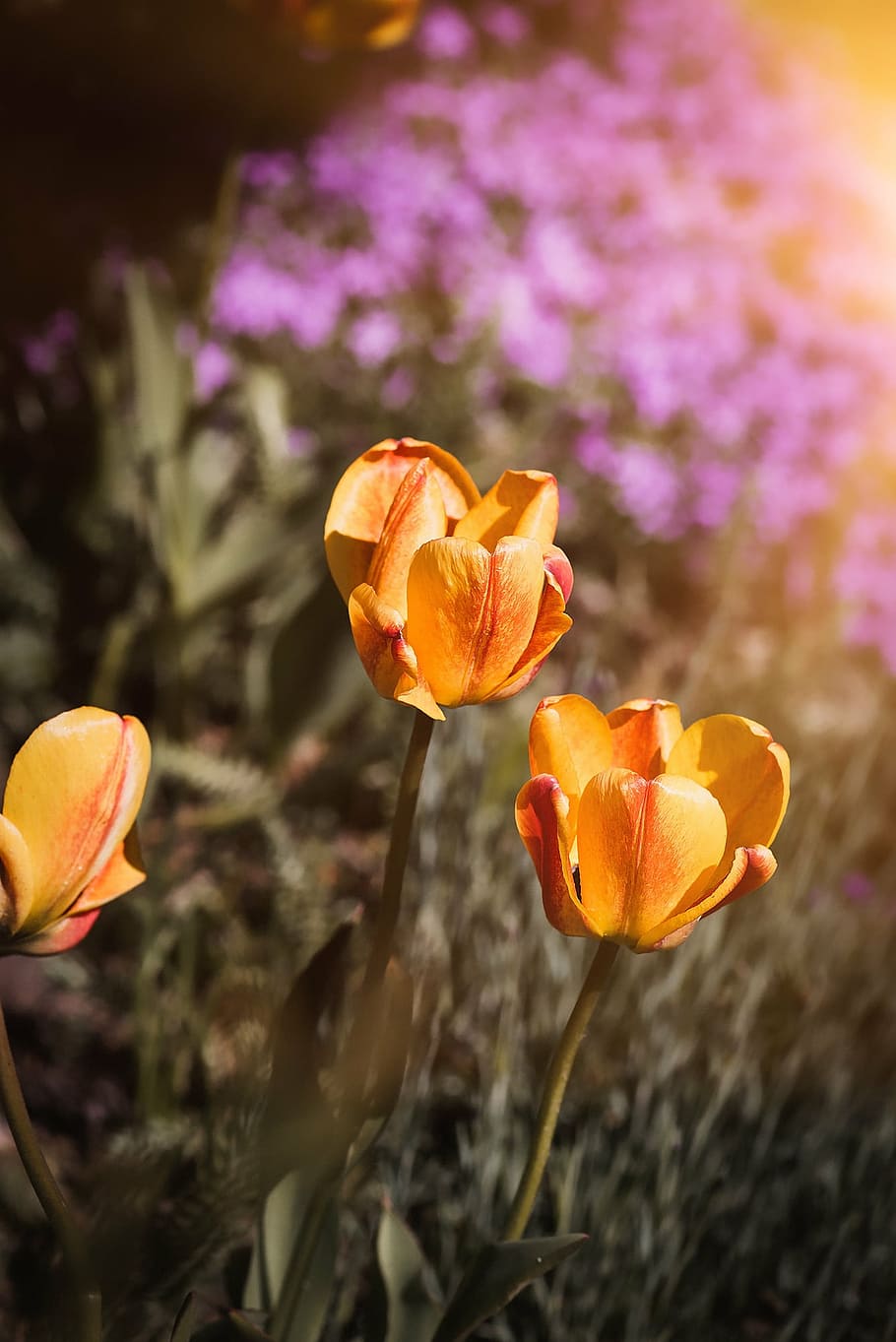 tulips, flowers, orange, orange yellow, red yellow, spring flowers, spring, tulip flower, garden, in the garden