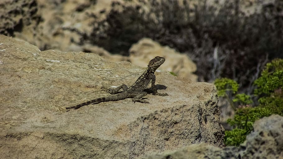 Lizard, Cyprus, Reptile, Fauna, kurkutas, animal, wildlife, cliff, nature, species