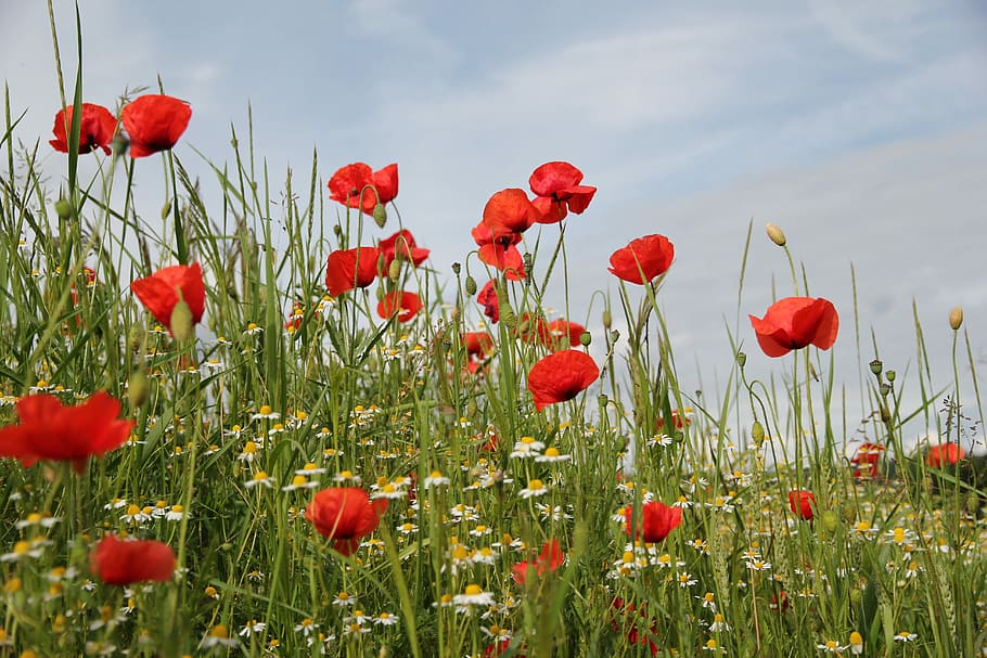 red, clustered, petal flowers, blue, sky, daytime, Flower, Meadow, Poppy, Nature