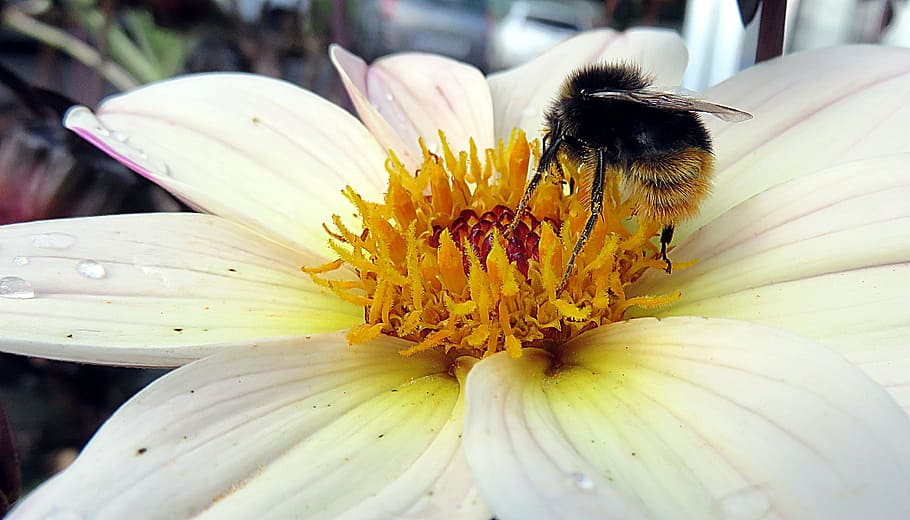 昆虫, 蜂, 花, 受粉, 飼料, マクロ, 受粉者, 自然, 黄色, 夏