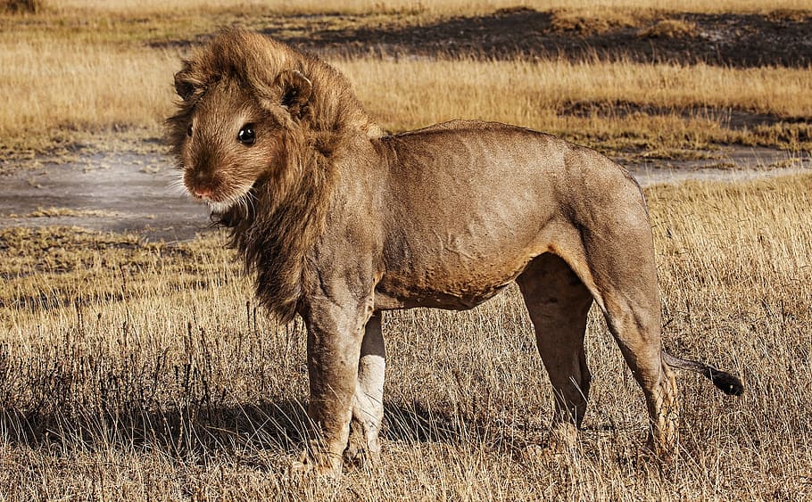 León, roedor, surrealista, ilustración, ratón, ratón de león, depredador, sabana, serengeti, animal salvaje