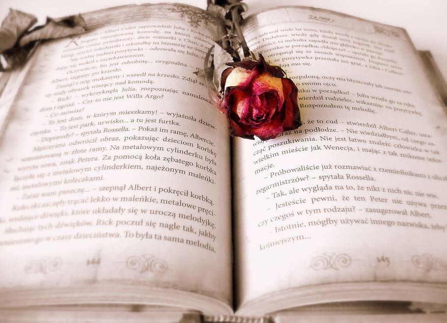 closeup, foto, merah, mawar, buku, bacaan, kisah cinta, cerita, roman, novel