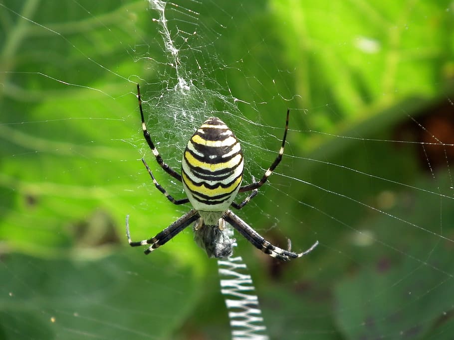 spider, spider web, fly insect, spider wasp, striped, animal themes, animal, invertebrate, animals in the wild, fragility
