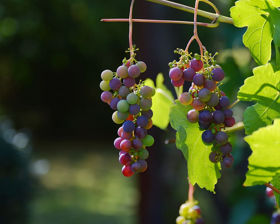 shallow, focus photography, grapes, daytime, bunch of grapes, vine, red grapes, wine, winegrowing, grapevine
