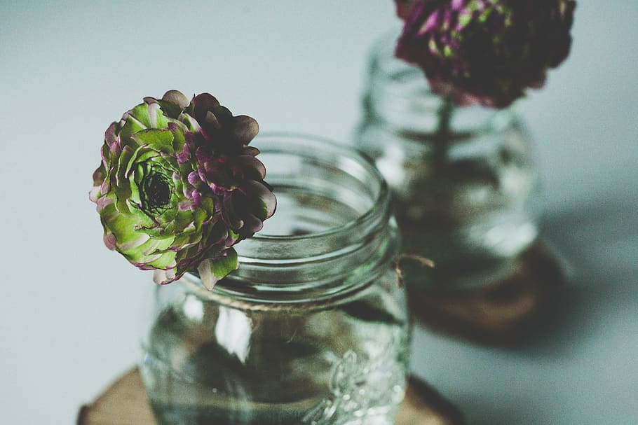 glass, jar, water, flower, vase, green, plant, mirror, reflection, flowering plant