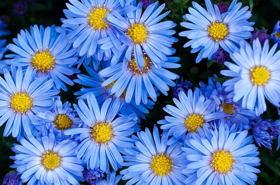 blue, daisy flowers, closeup, photography, flowers, asters, blue flower, garden, in the garden, plant