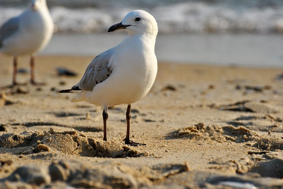 bird, sea-goes, creature, grazing birds, white, brown, seagulls, gulls, sea, beach