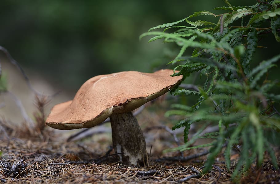 mushroom, nature, autumn, magic, toadstool, fungus, plant, vegetable, growth, land - Pxfuel
