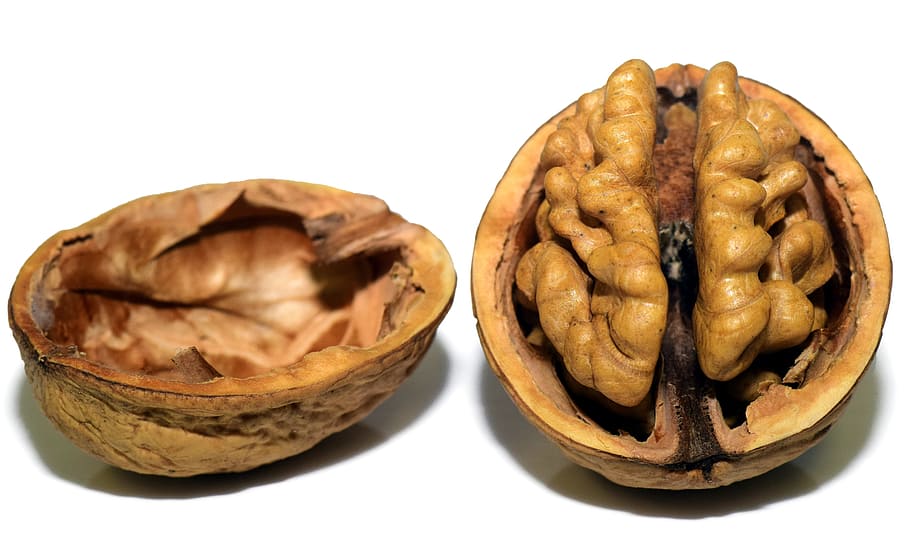 walnut, shell, white, surface, nut, nutshell, open, brain, head, coils