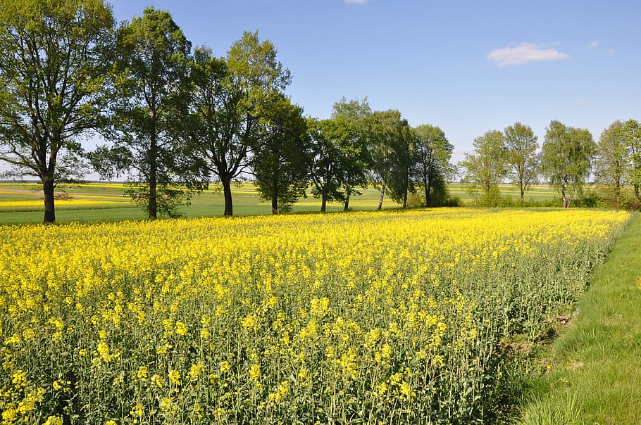 Spring, Landscape, Field, Yellow, Meadow, nature, oilseed Rape, agriculture, rural Scene, canola