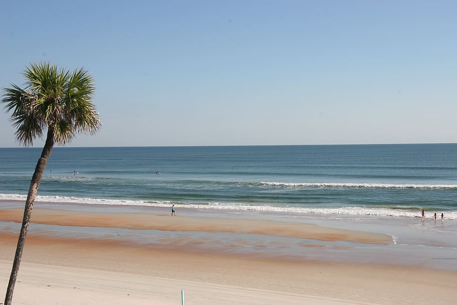 beach, ocean, palm, tree, waves, gulf, shores, coast, sand, florida