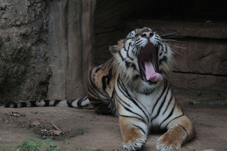 indonesia, tiger, panthera, sumatran, tigris, wildlife, animal, mammal, carnivore, endangered