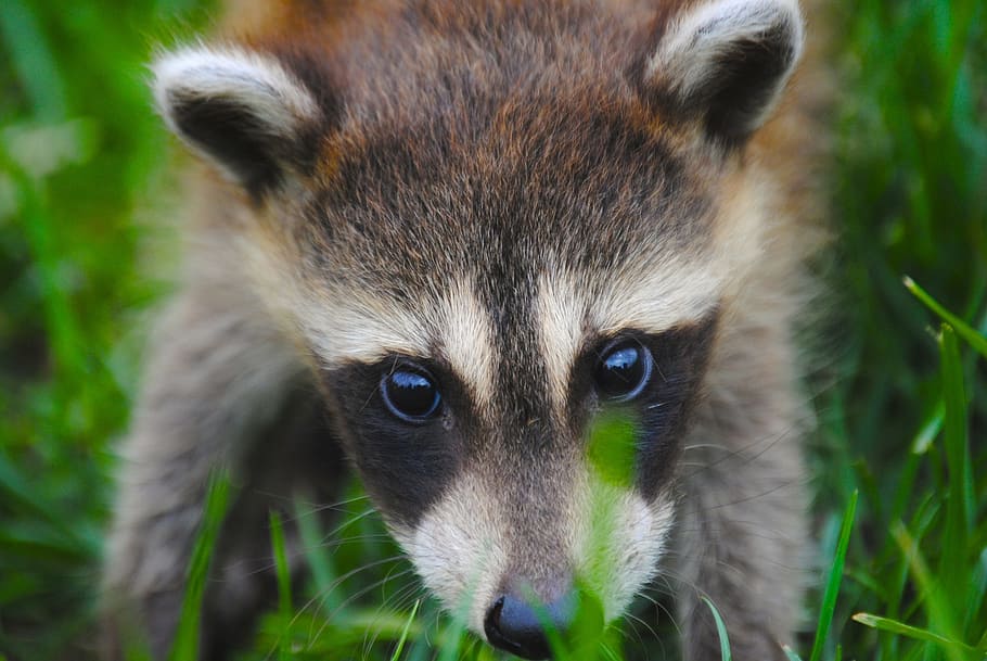 brown, black, white, raccoon close-up photography, animal, coon, racoon, wildlife, head, face
