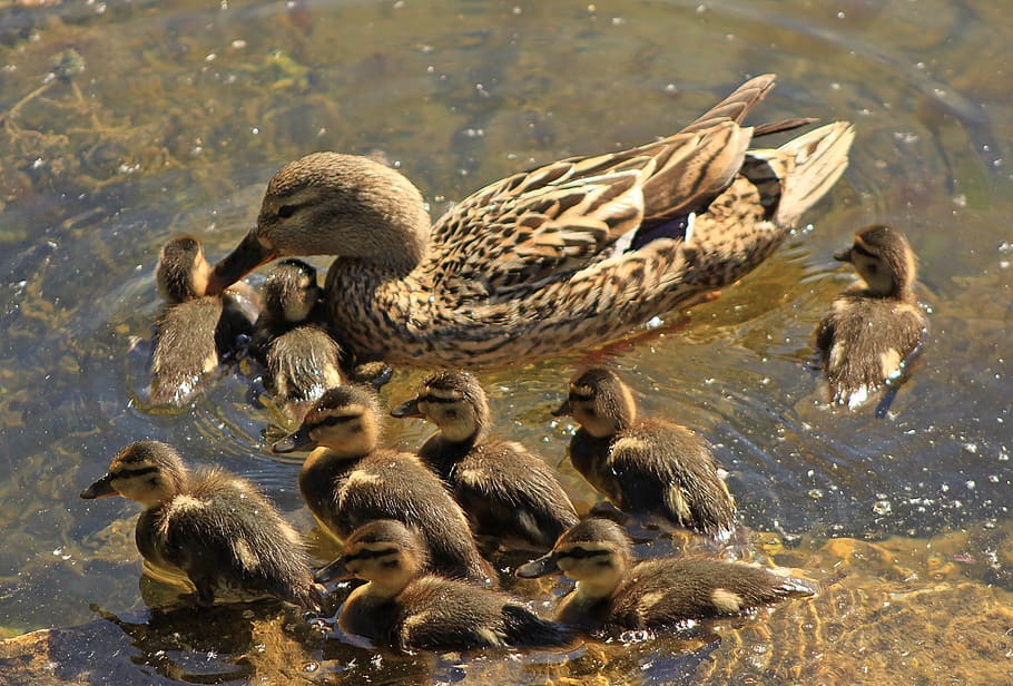 duck, ducklings, family, quack, body of water, swimming, however, mom, kindergarten, kids