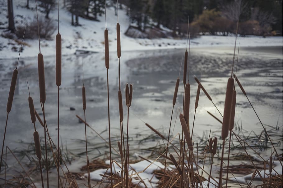 cattails, plants, river, water, winter, nature, cold temperature, snow, plant, land