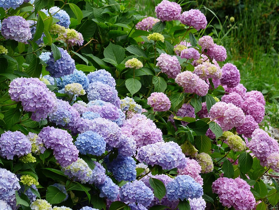 pink, purple, flower, daytime, hydrangeas, flowers, blue, violet, bush, hydrangea