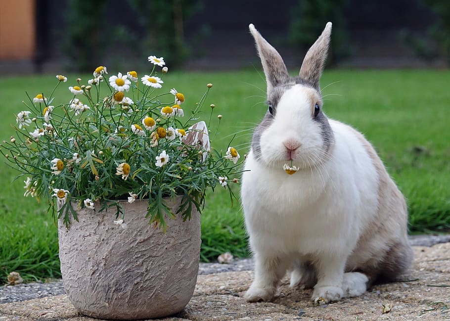 rabbit, dutch, animal, flower, food, nature, cute, animals, bunny, margriet