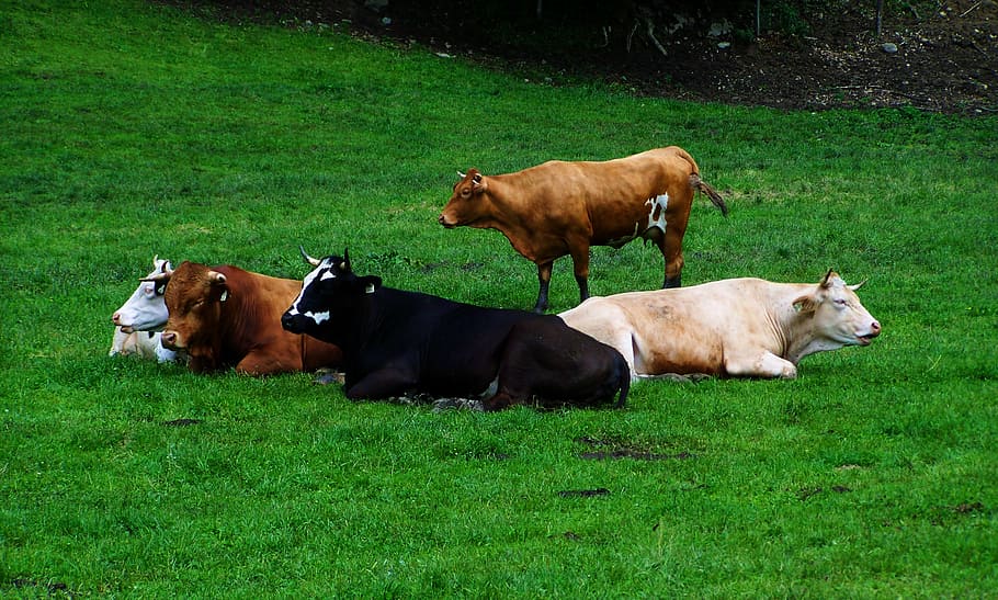 cinco, marrom, preto, bege, gado, verde, campo de grama, vacas em repouso, rebanho de gado, vacas ruminantes
