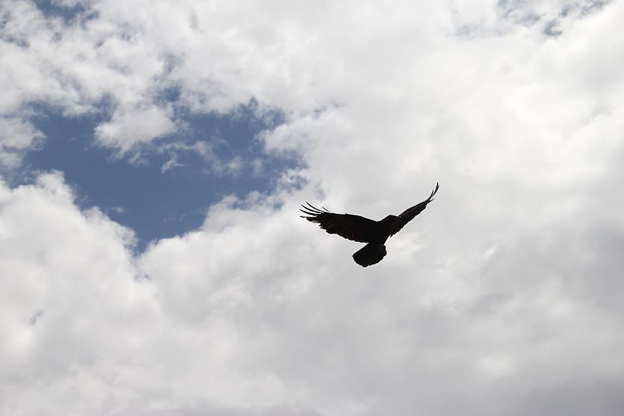 flying, bird, sky, crow, raven, silhouette, black, wing, feather, flight