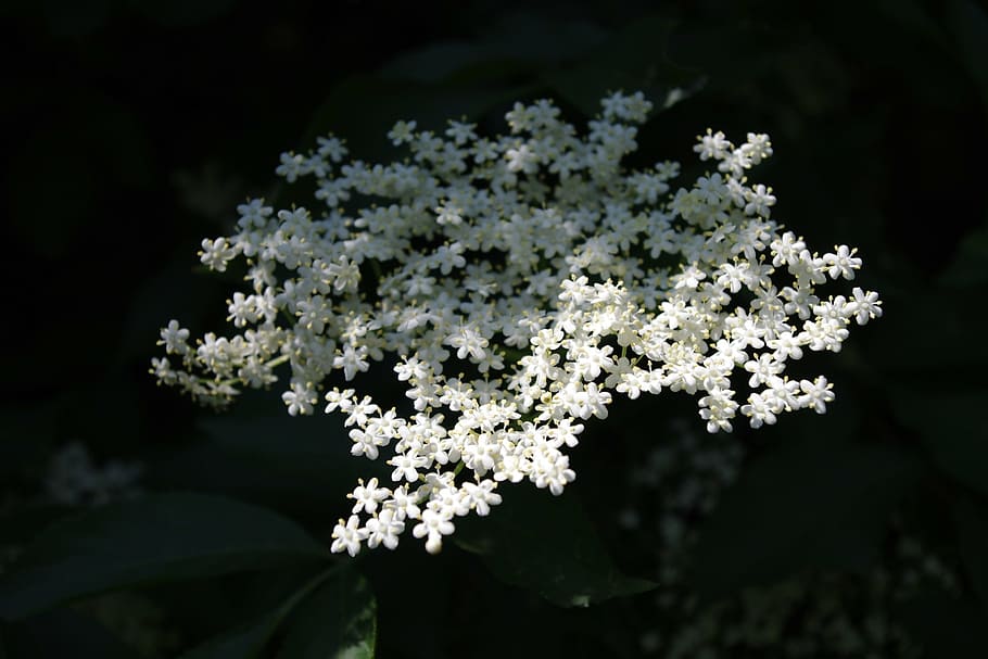 lichtspiel, white flower, plant, flowers, white, sunlight, close, gypsophila, background image, floral greeting
