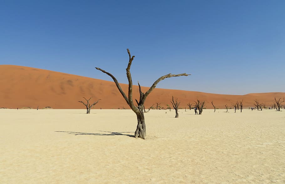 muertos, vlei, namibia, desierto, sal, árbol, muerte, dunas, namib, viajes