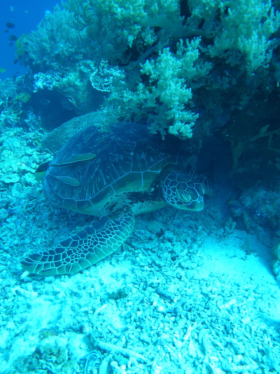 tartaruga, mar, tartaruga marinha, vida marinha, subaquática, mergulho, embaixo da agua, animais selvagens, agua, animal