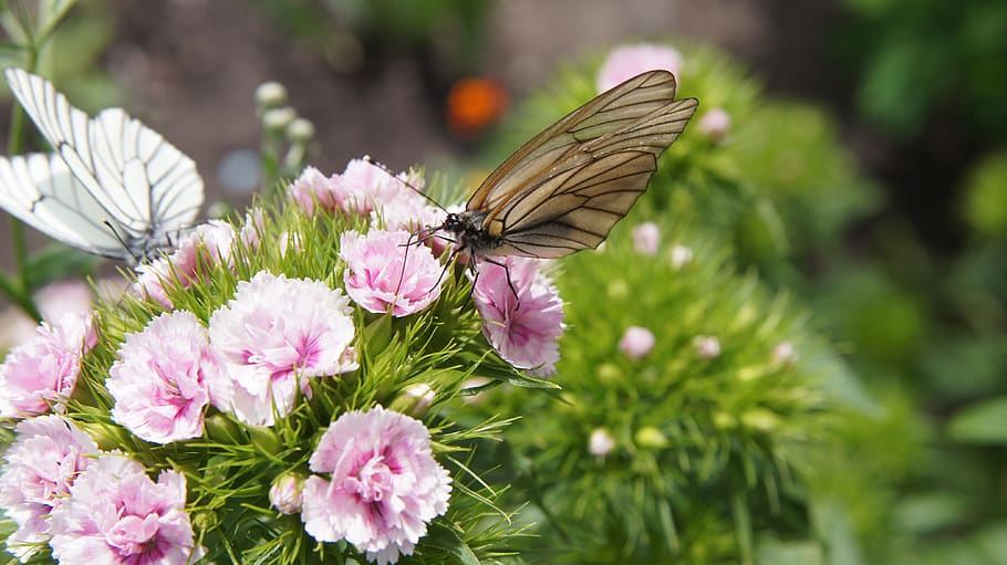 dianthus, butterfly, aporia crataegi, flower, pink, pink flowers, light pink, light pink flowers, blossom, flora