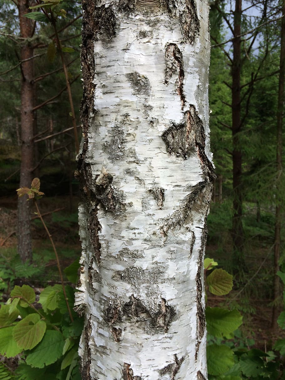 tree, birch, hardwood, sweden, forest, wood, tree trunk, trunk, plant, growth