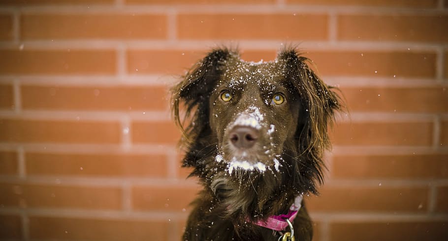 close-up, medium-coated, black, dog, outdoors, animal, cute, eyes, snow, winter