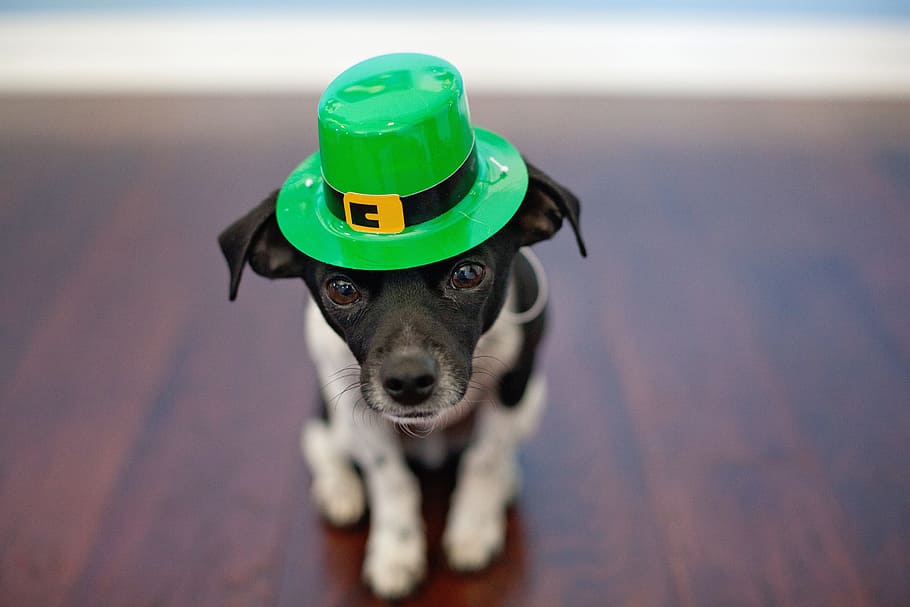 shallow, focus photography, short-coated, black, white, puppy, green, hat, Chihuahua, Dog, St Patrick'S Day