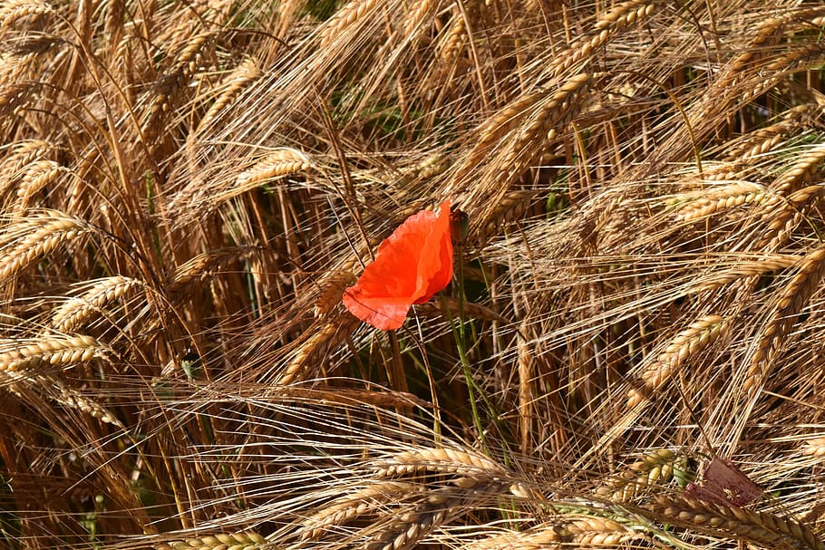 Poppy, Cornfield, Barley, Field, barley field, red, cereals, lonely, alone, striking