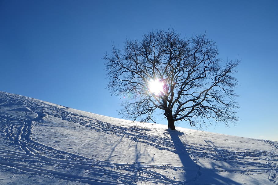 winter, munich, olympic park, tree, lonely, snow, sunshine, frost, day, cold temperature