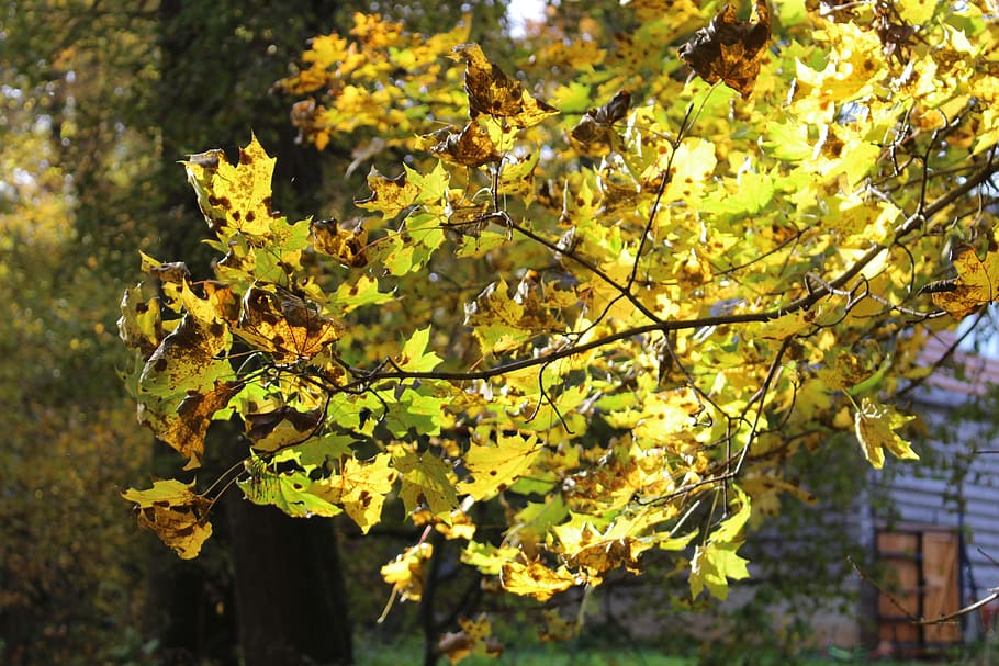 autumn, yellow, leaves, yellow leaves, golden autumn, autumn leaf, golden, yellow sheet, tree, forest